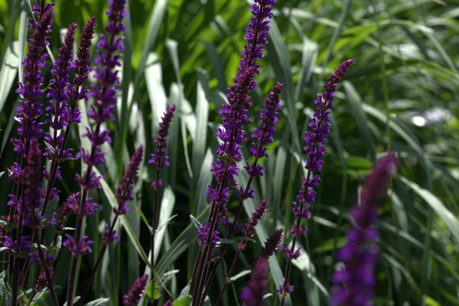 Шалфей дубравный (salvia nemorosa &#96;caradonna&#96;)