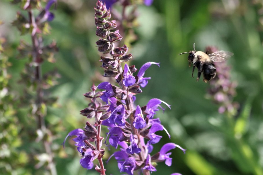 Шалфей гварантский