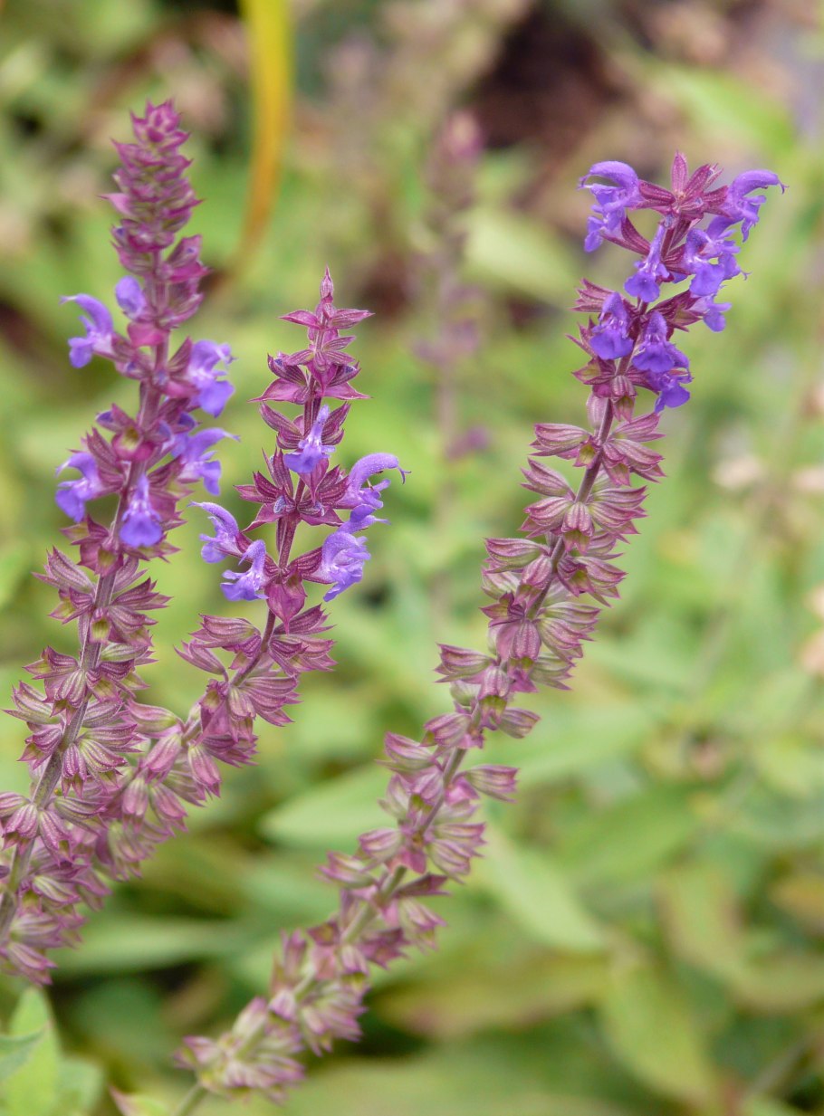 Шалфей дубравный