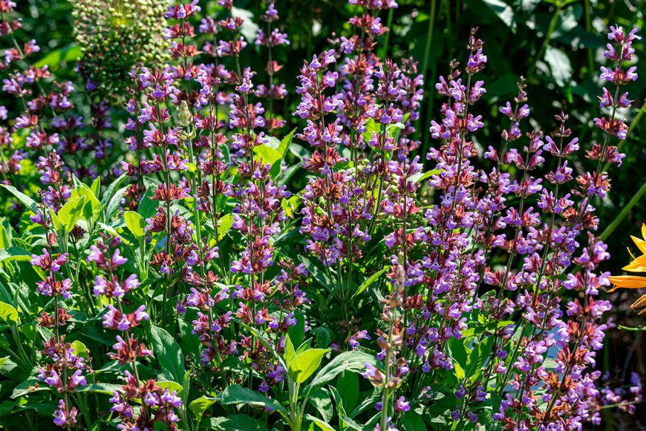 Шалфей лекарственный растение