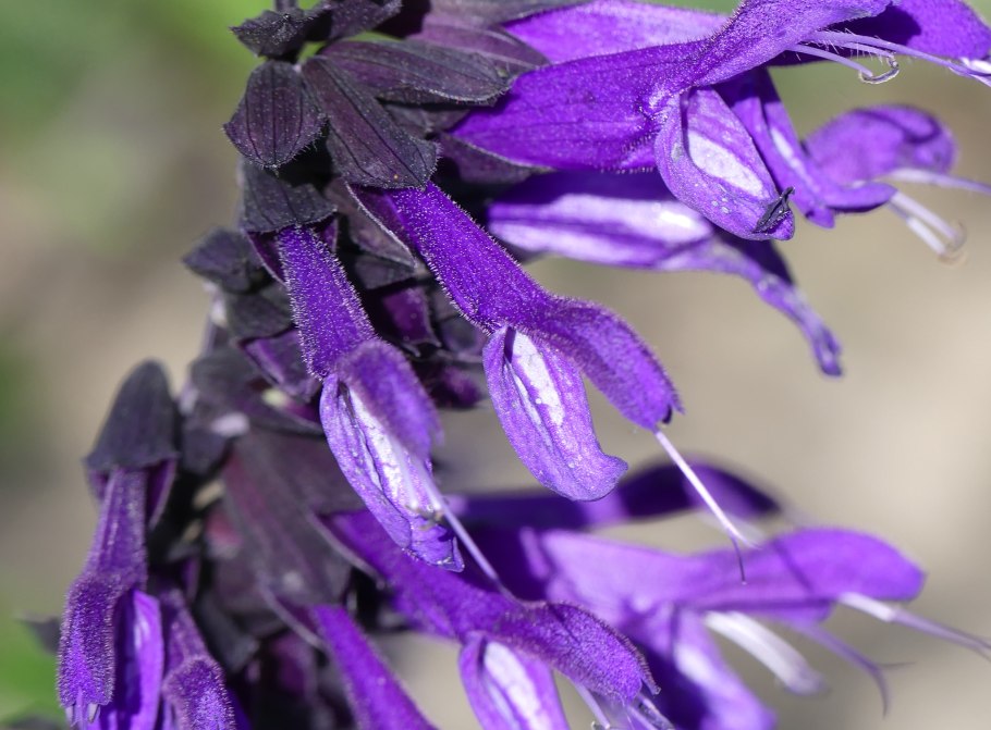 Salvia guaranitica