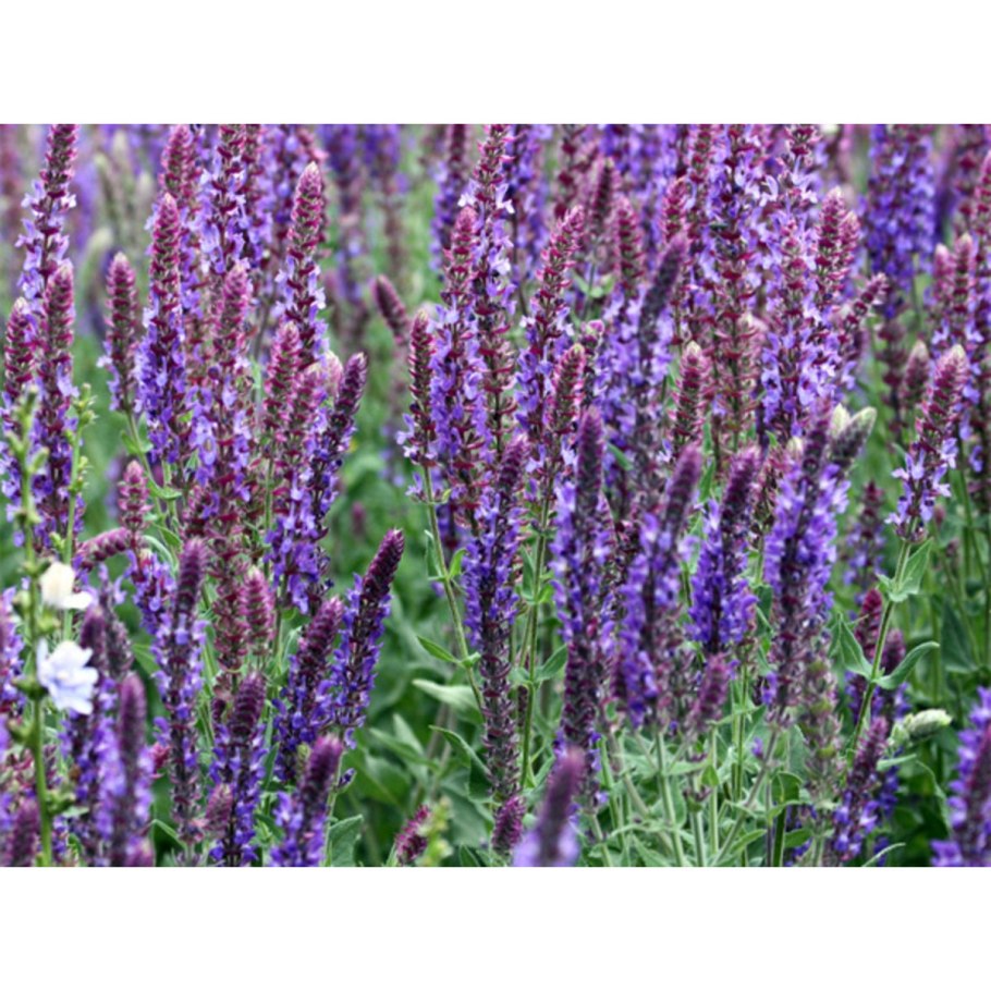 Шалфей Дубравный 'amistad'