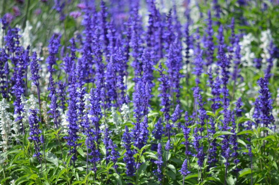 Сальвия salvia мучнистая