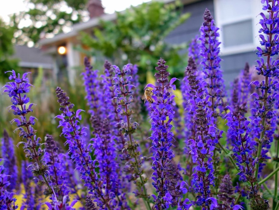 Шалфей Луговой розовая рапсодия