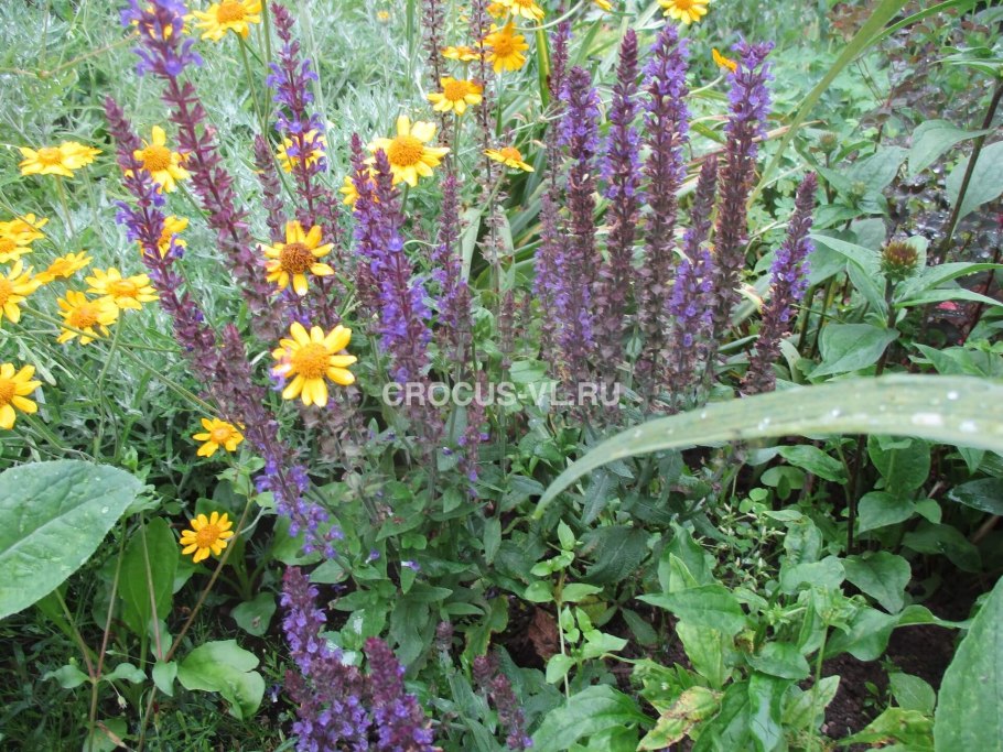 Шалфей дубравный salvia nemorosa