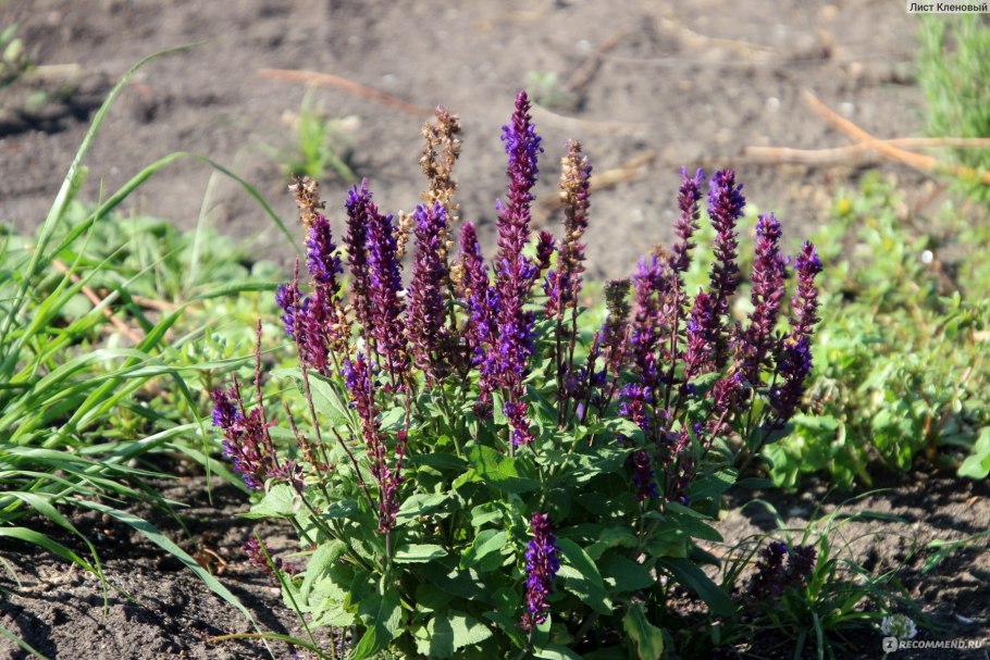 Сальвия Дубравная Блаукенигин