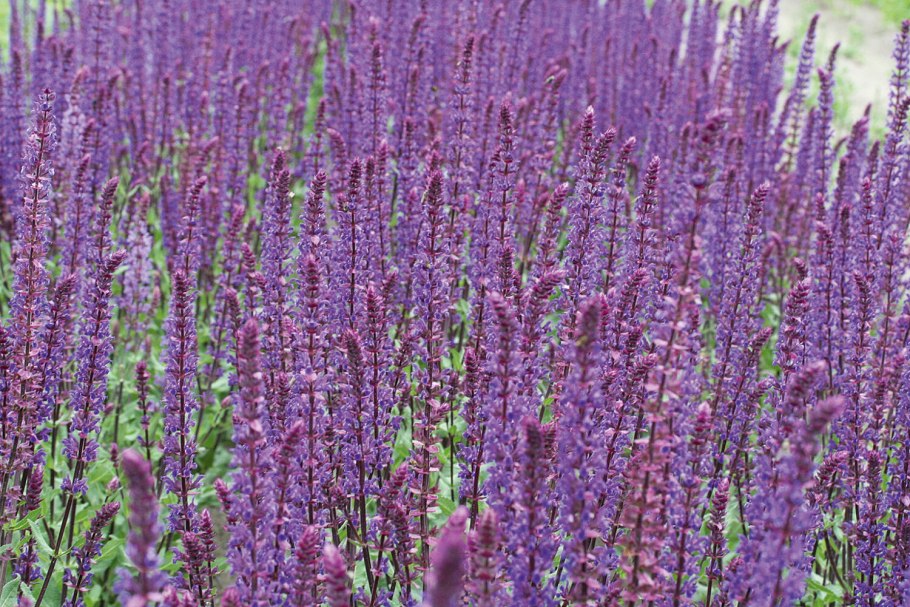 Шалфей ароматный