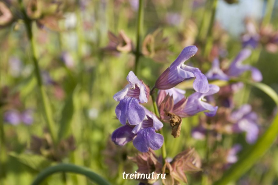 Шалфей добрыня