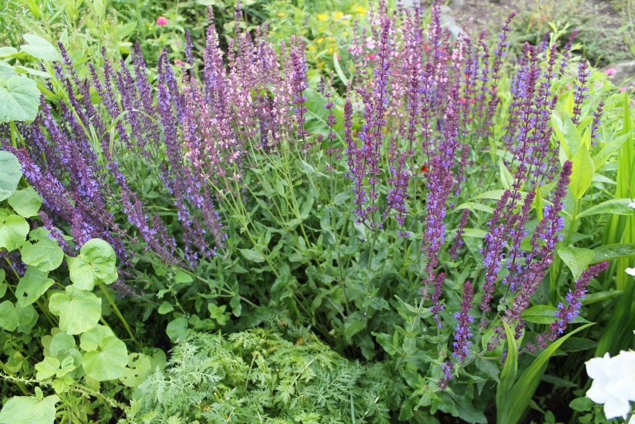 Шалфей цвет волос