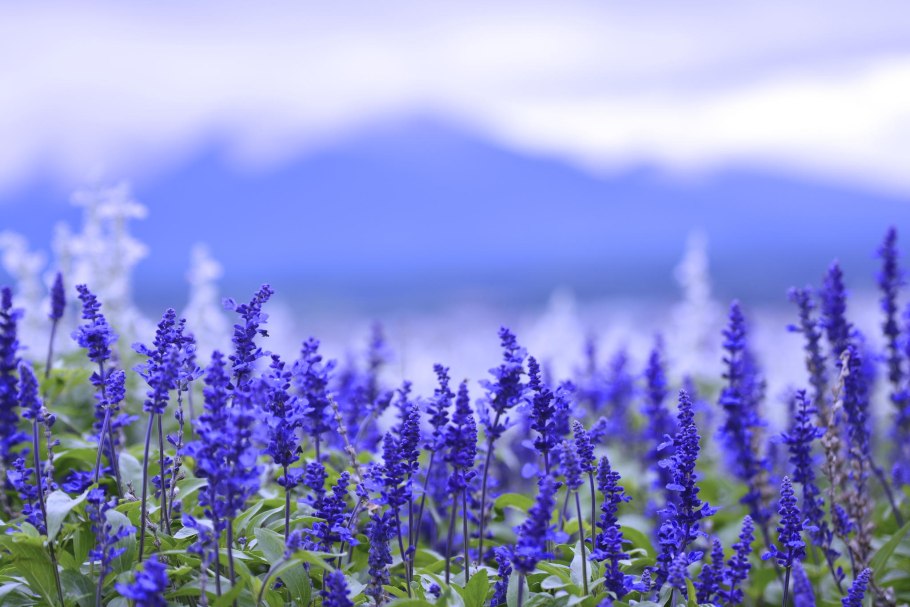 Шалфей лавандоволистный