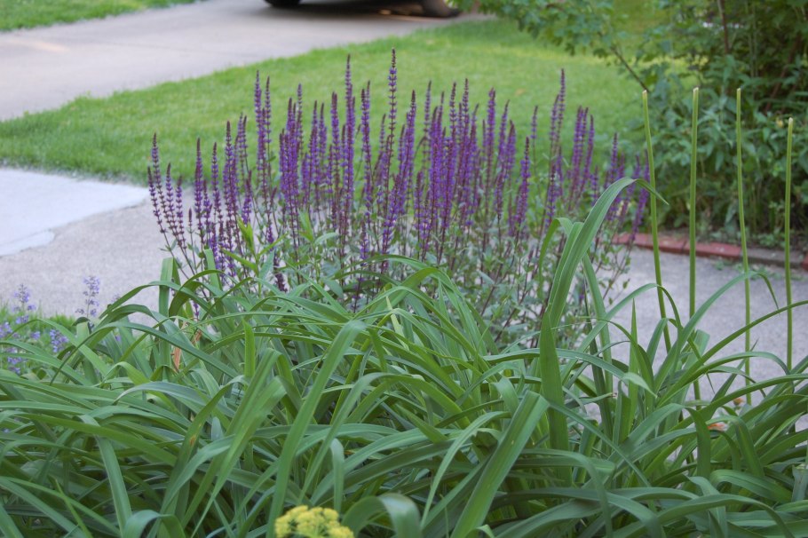 Шалфей дубравный карадонна