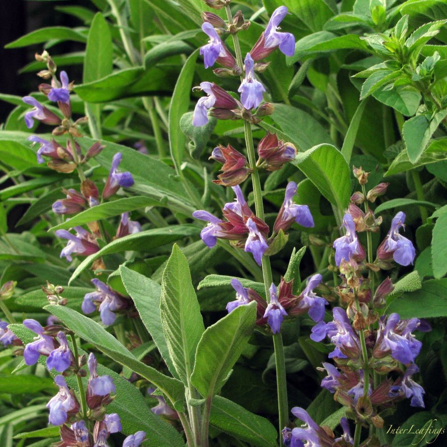 Шалфей оффициналис