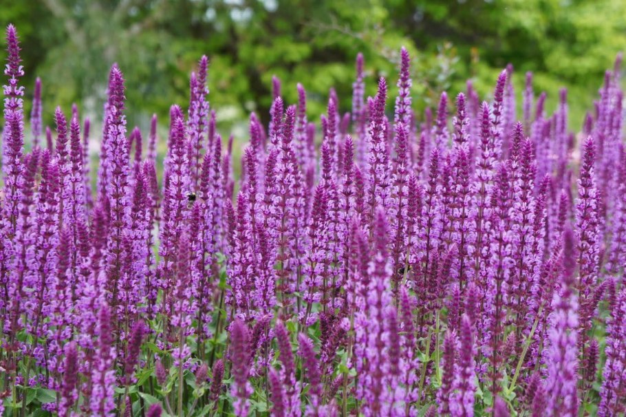 Шалфей дубравный salvia nemorosa