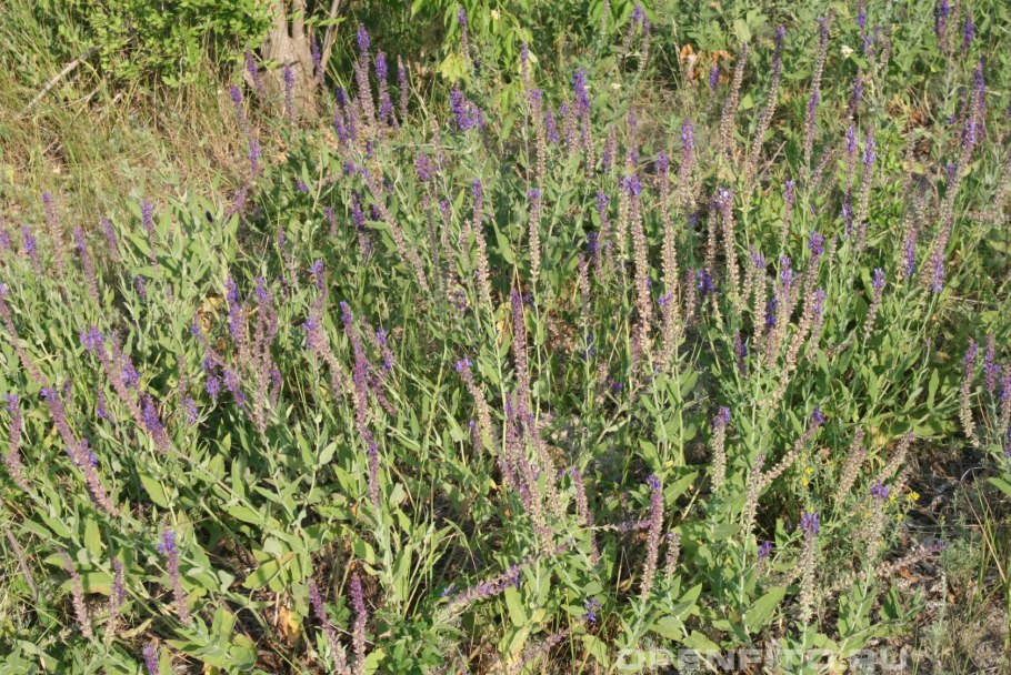 Шалфей пустынный