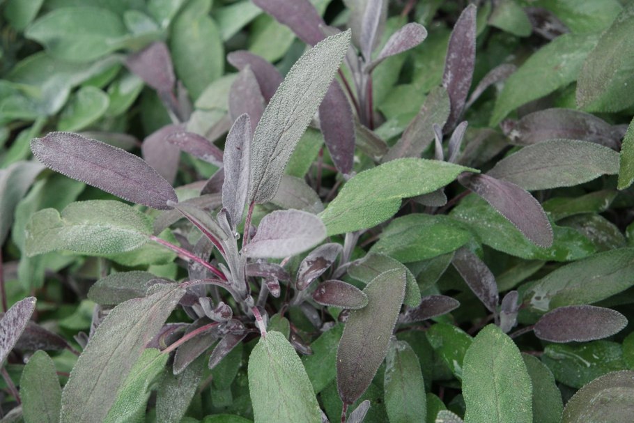 Salvia officinalis purpurascens