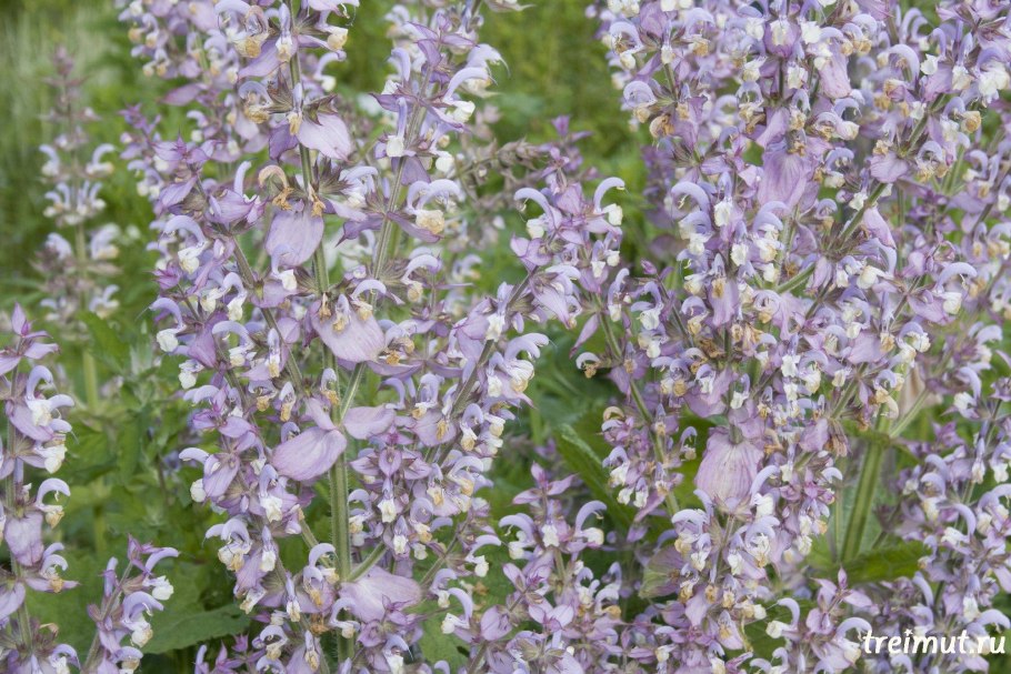 Шалфей мускатный вознесенский