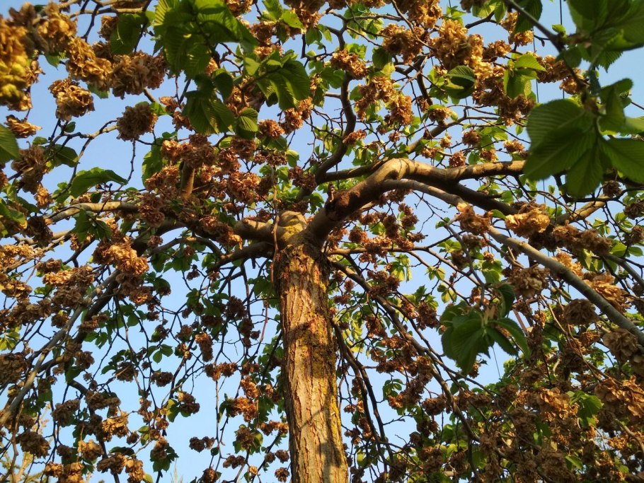 Ulmus glabra вяз