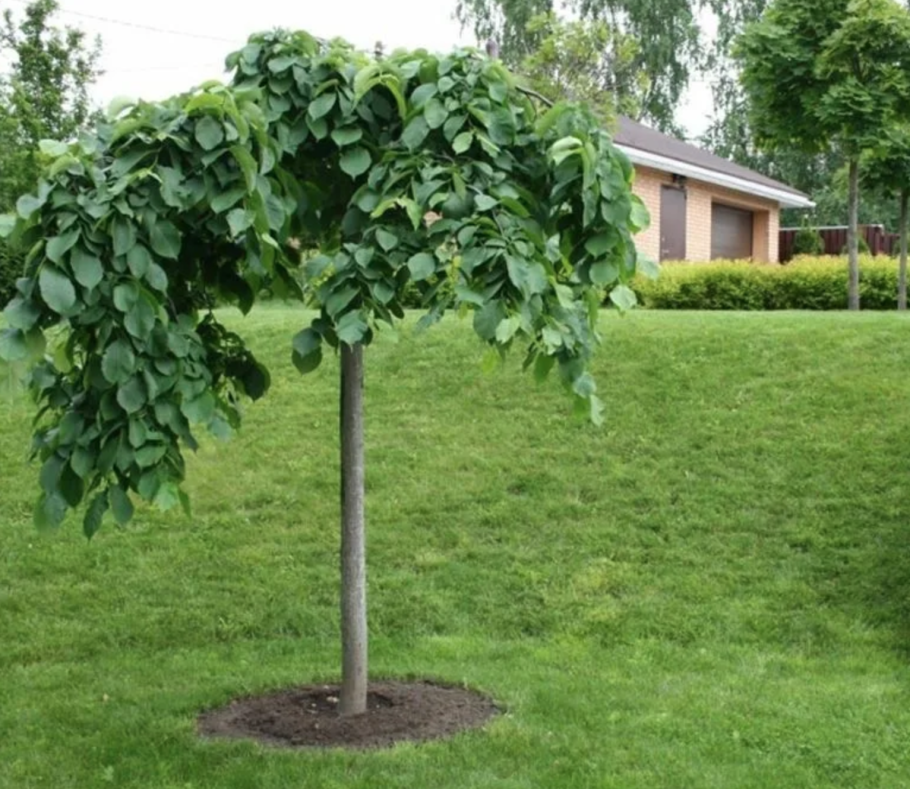 Вяз кампердоуни на штамбе