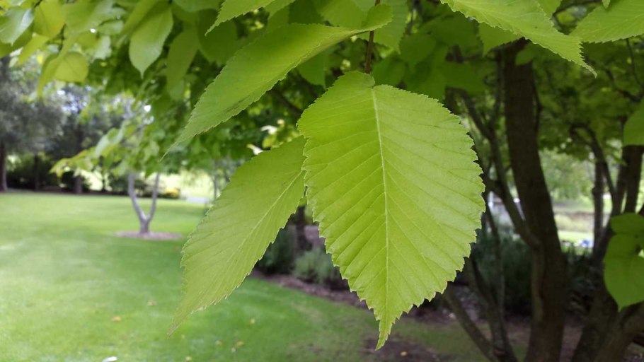 Ulmus glabra lutescens