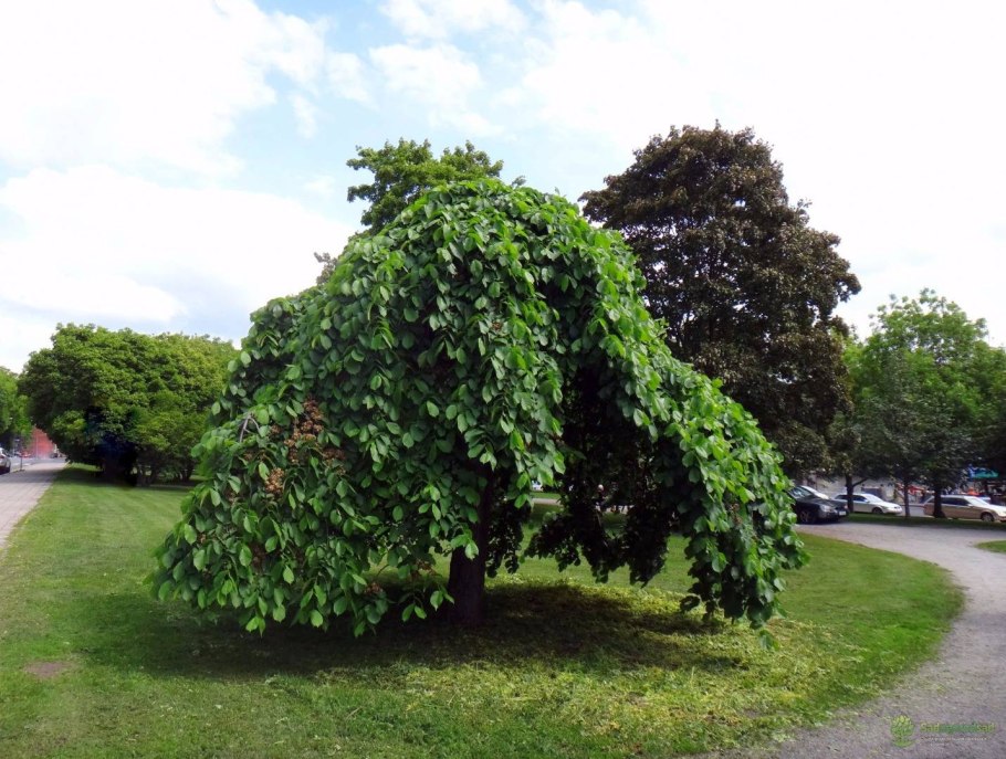 Вяз шаровидный Пендула