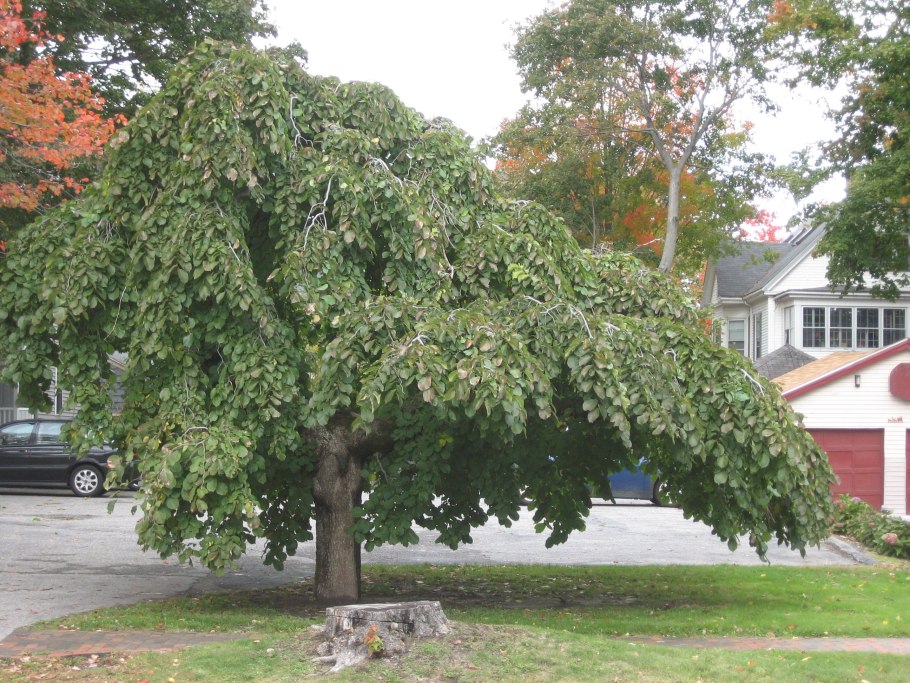 Ulmus glabra camperdownii