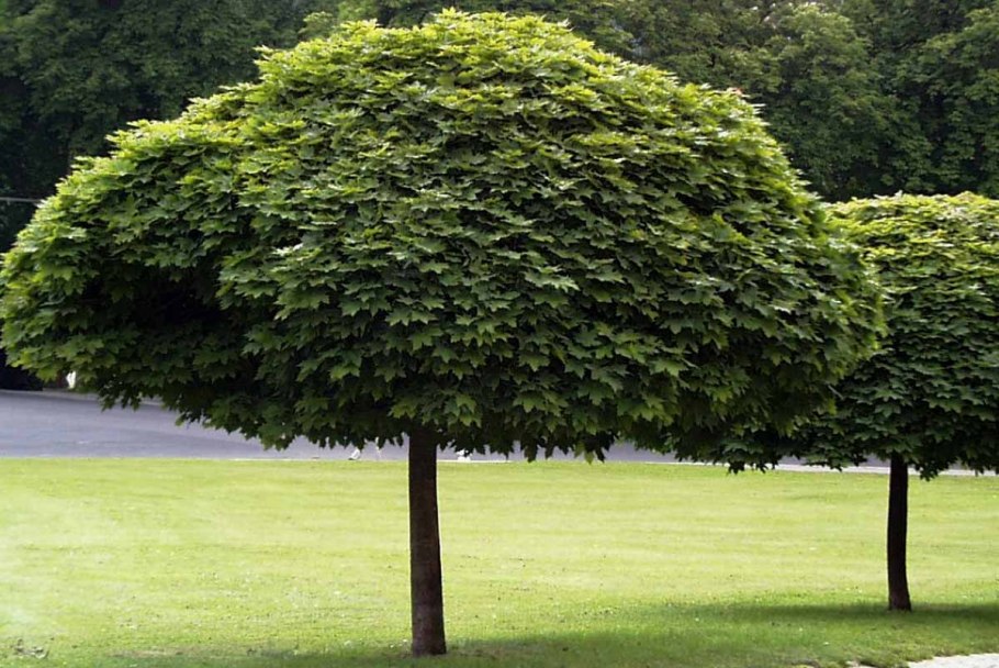 Вяз шершавый Camperdownii