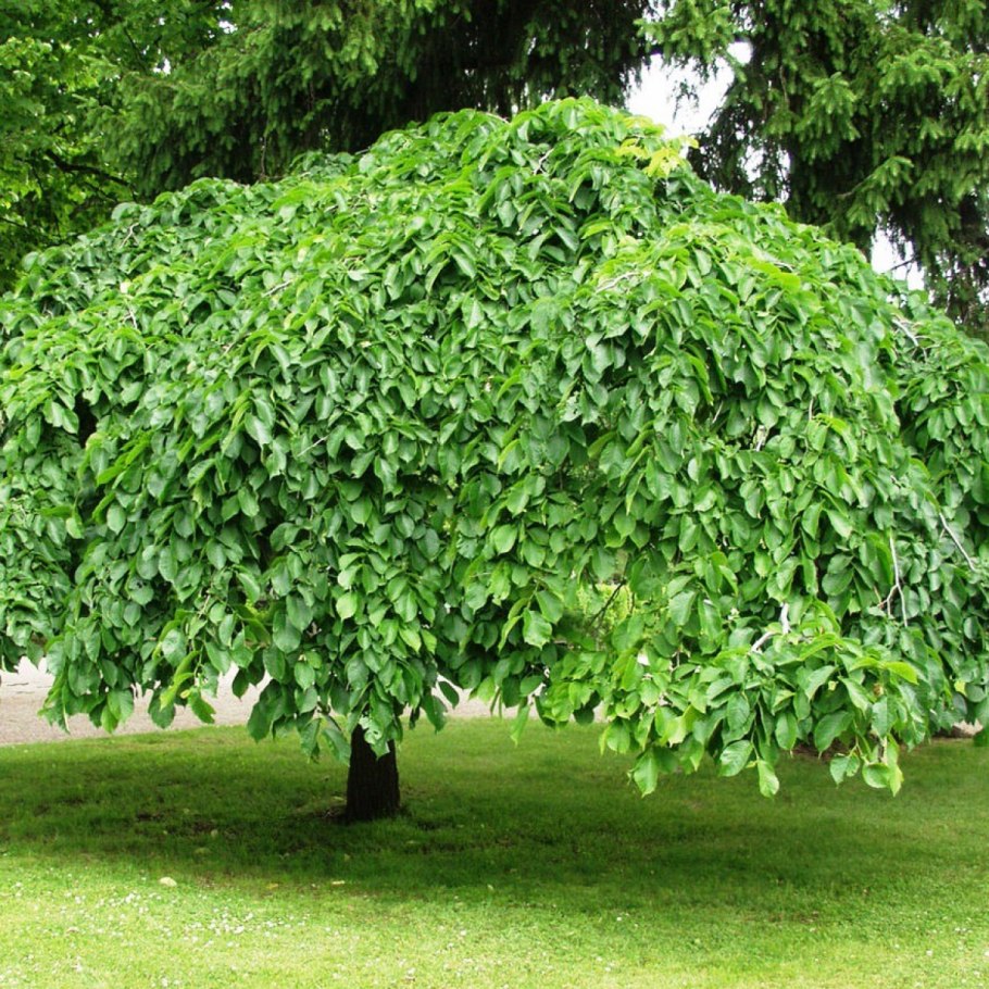 Ulmus glabra camperdownii