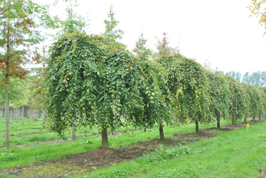 Вяз шершавый Плакучий