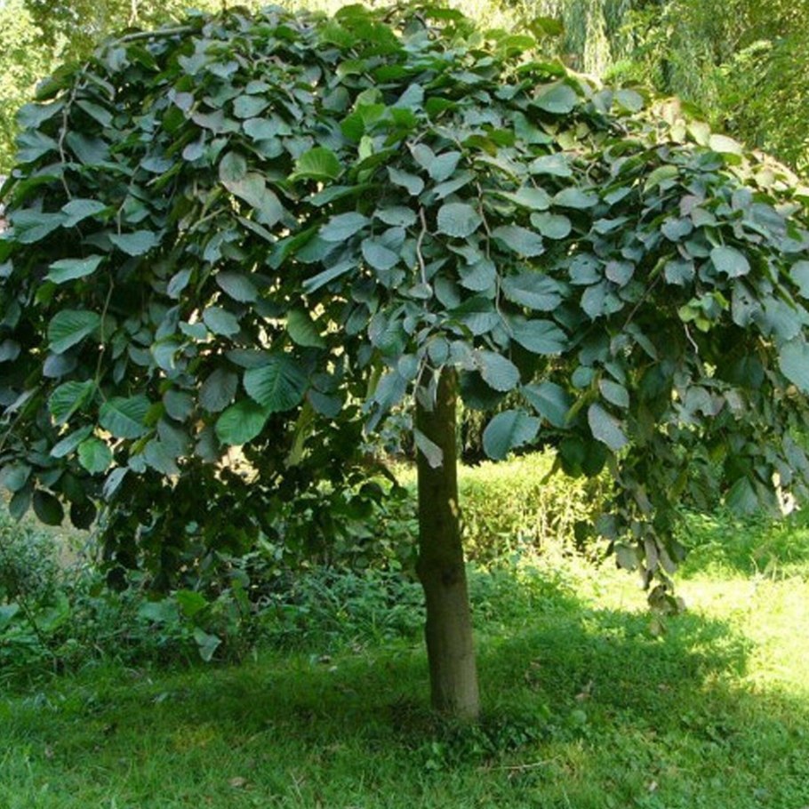 Вяз кампердоуни на штамбе