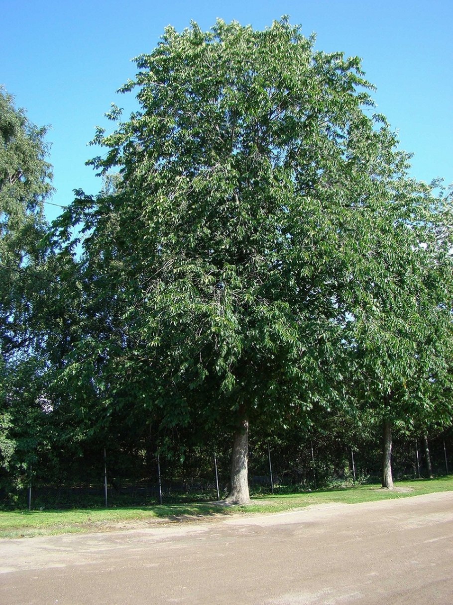 Вяз перистоветвистый