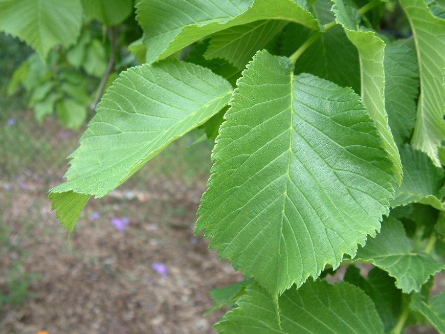 Вяз шершавый Плакучий