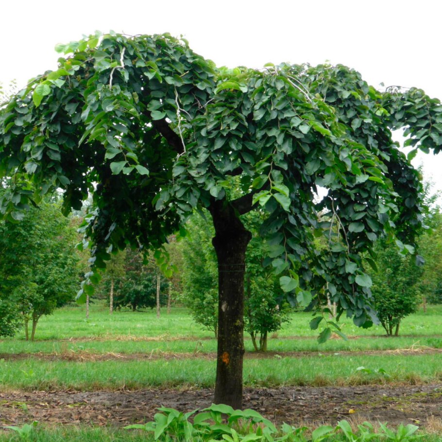 Ulmus glabra camperdownii