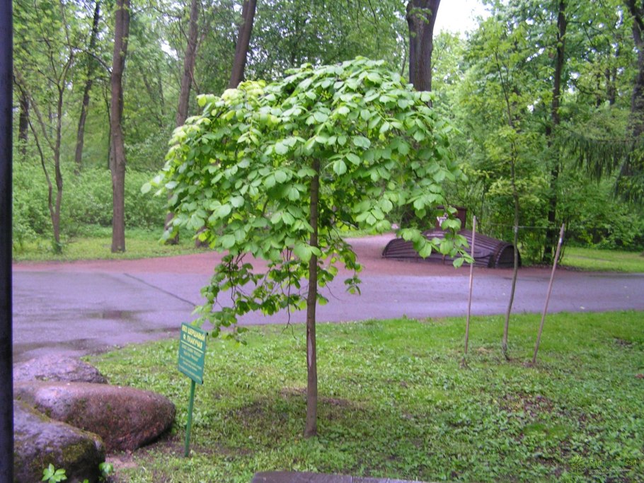 Вяз обыкновенный Ulmus laevis