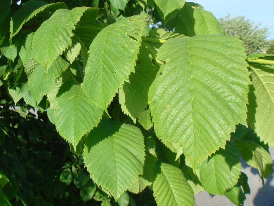 Вяз граболистный (ulmus suberosa)