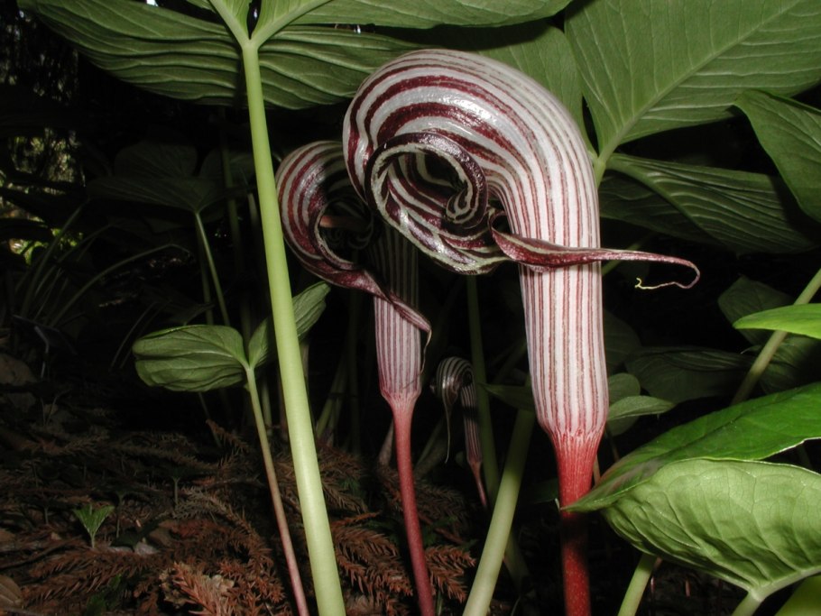 Аризема трехлистная Arisaema triphyllum
