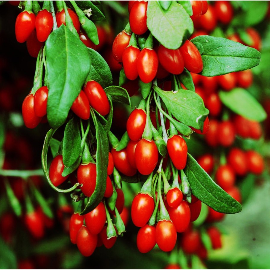 Вишня Эванс Бали