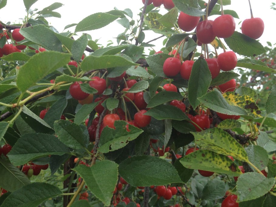 Принсепия кора побегов