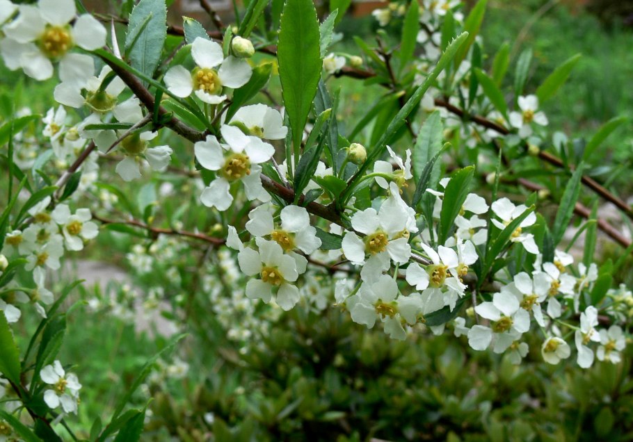Принсепия китайская изгородь