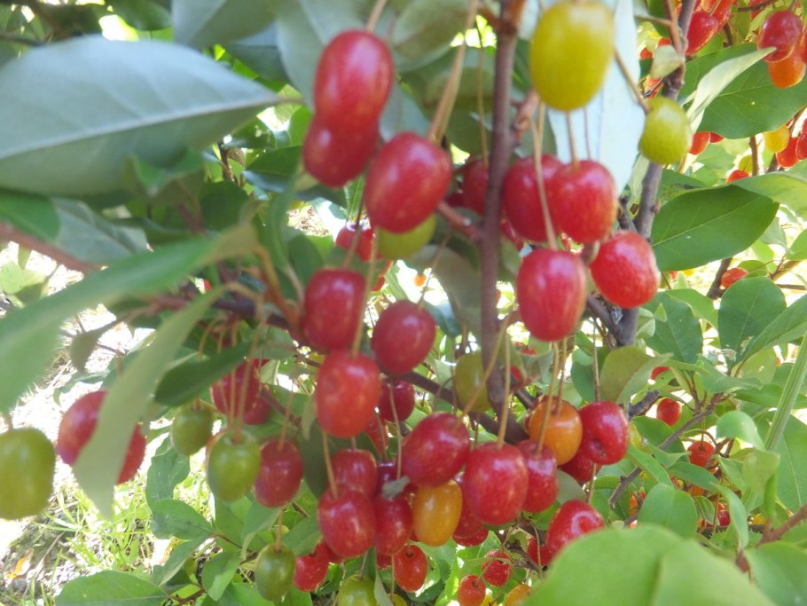 Слива китайская