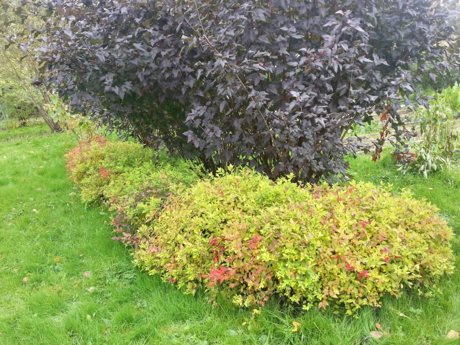 Розовик (родотипус