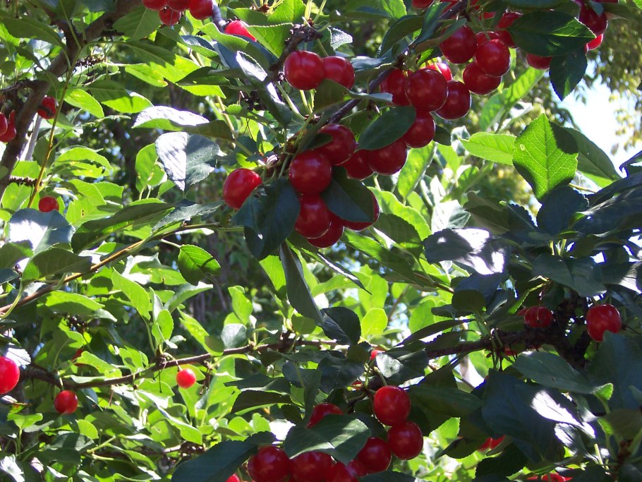 Кольквиция прелестная Pink cloud