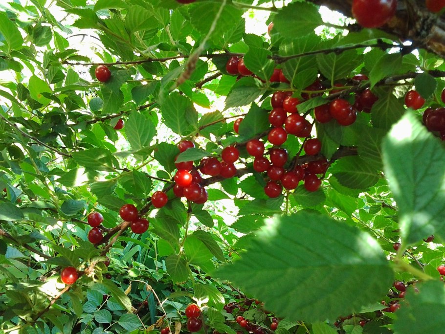 Войлочная вишня куст