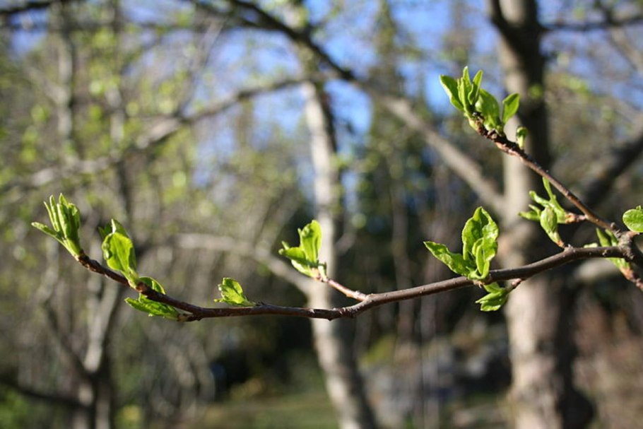 Принсепия в ландшафтном дизайне