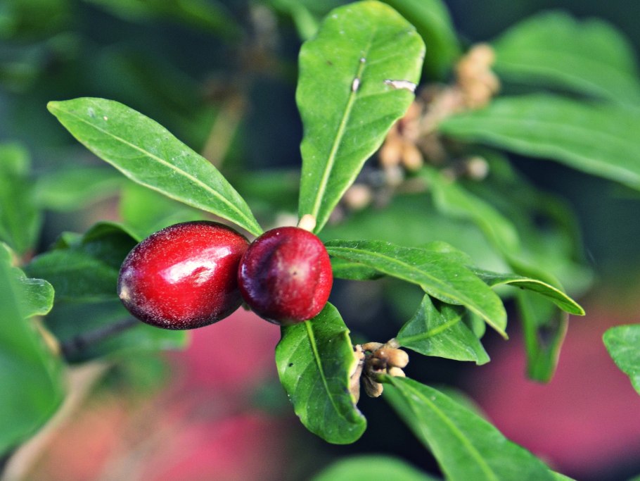 Эмлерия ягода