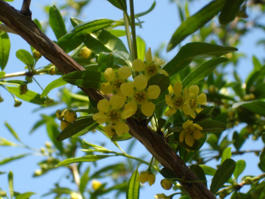 Принсепия китайская плоскосемянник