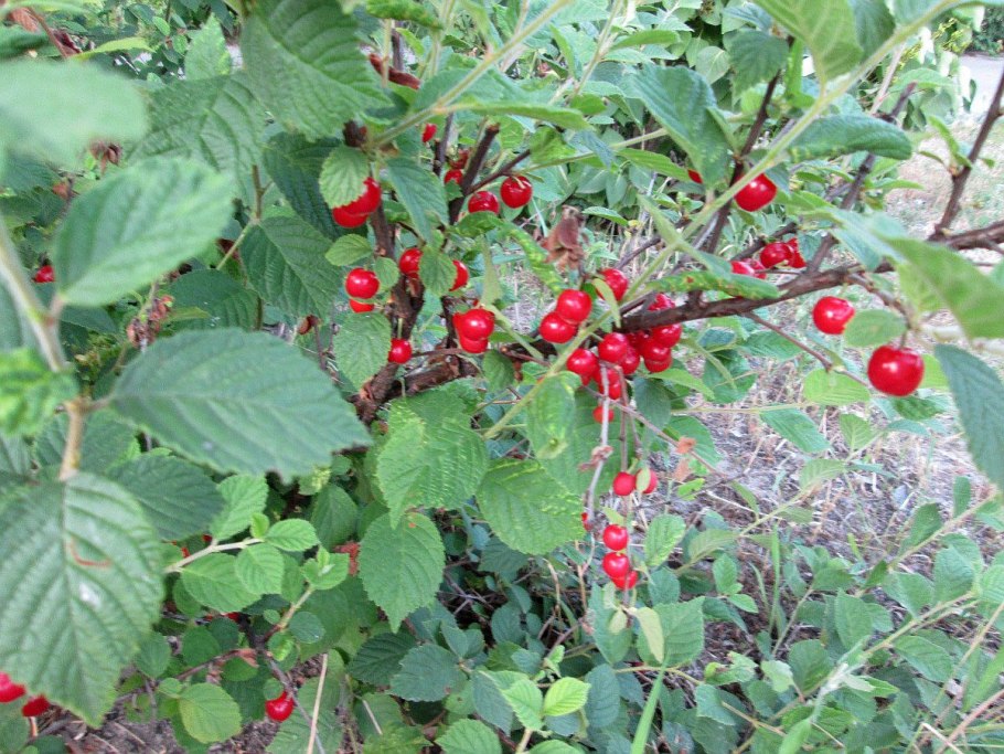 Войлочная вишня куст