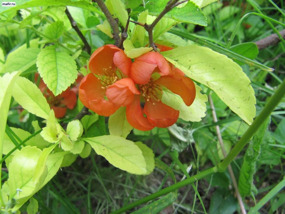 Айва китайская