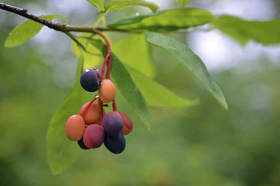 Вишня войлочная ареал