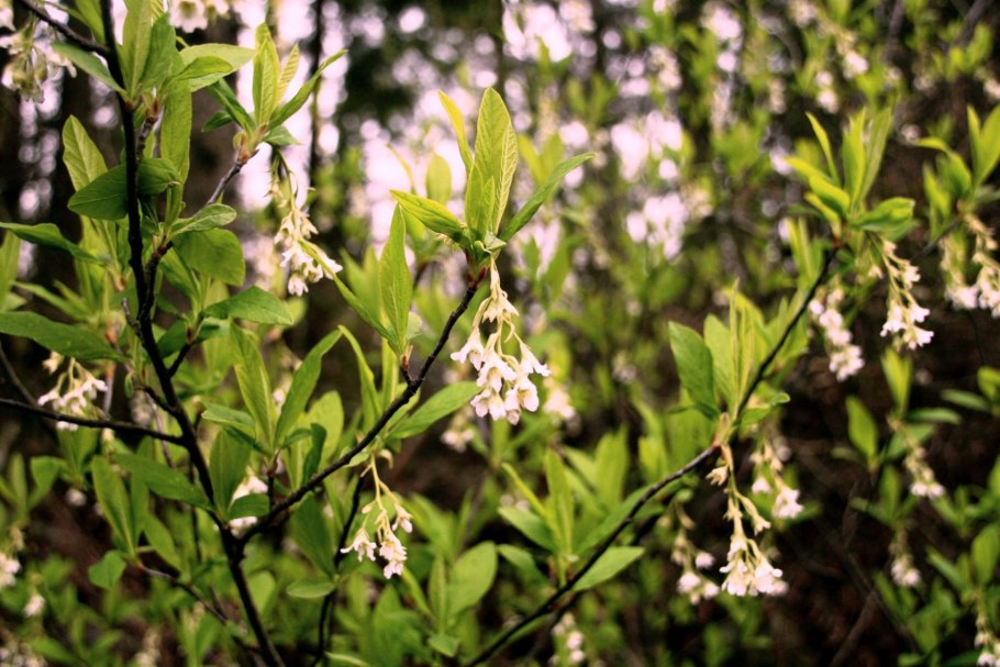 Осмарония вишнеподобная