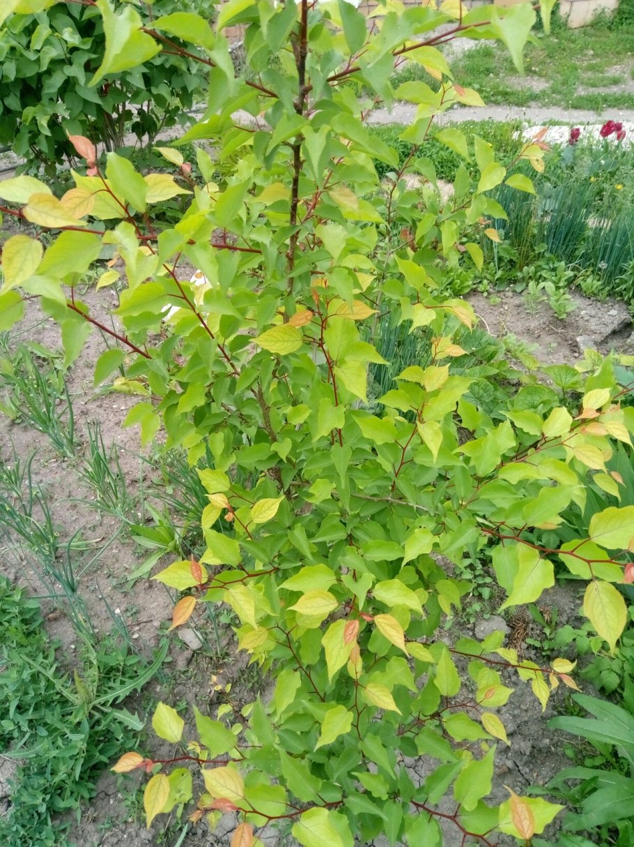 Абрикос саженец